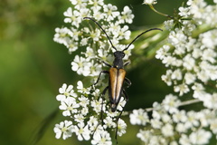 Anastrangalia dubia