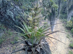Tillandsia bourgaei
