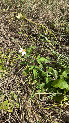 Bidens pilosa observed 2026-10-30