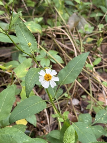 Bidens pilosa observed 2026-10-30