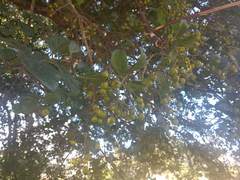 Byrsonima crassifolia