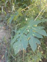 Vasconcellea pubescens