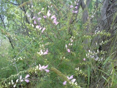 Lamourouxia dasyantha