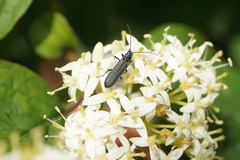Oedemerinae