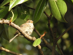 Passer domesticus