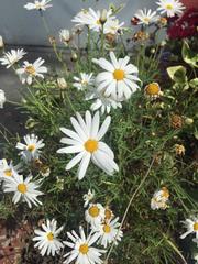 Argyranthemum frutescens