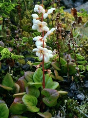 Pyrola grandiflora