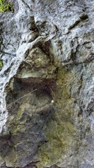 Leiobunum viridorsum