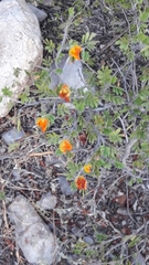 Chamaecrista greggii