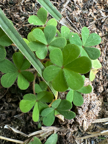 Oxalis corniculata observed 2026-10-30