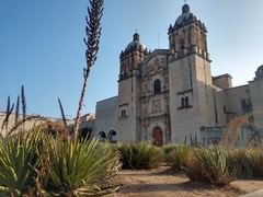 Dasylirion acrotrichum