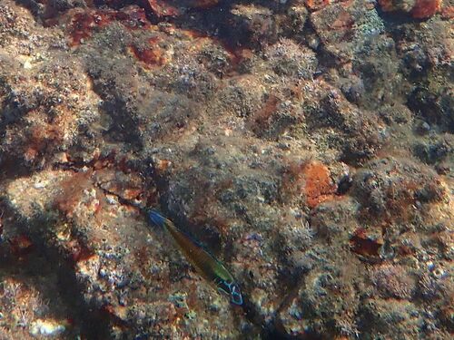 Thalassoma observed 2026-10-30