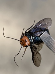 Acantholyda erythrocephala