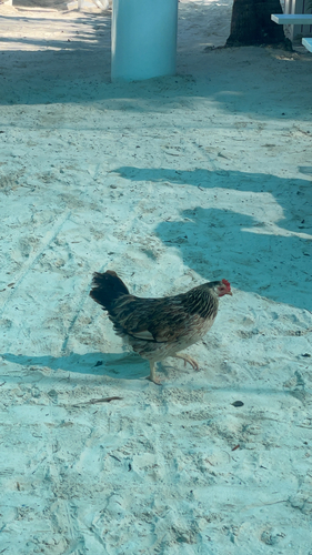 Gallus gallus observed 2026-10-30