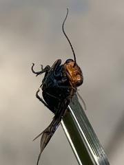 Acantholyda erythrocephala