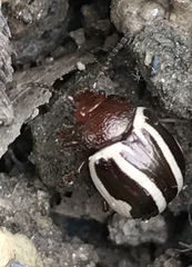 Calligrapha bidenticola