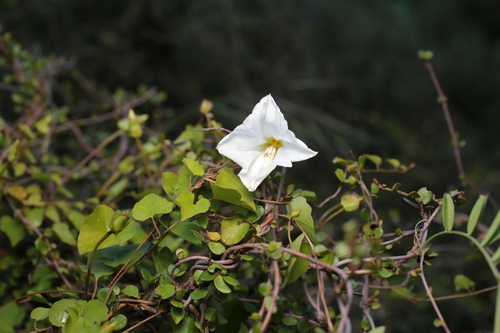 Truncatella observed 2026-10-30