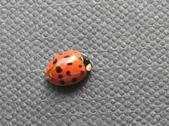 Harmonia axyridis