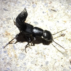 Ocypus nitens