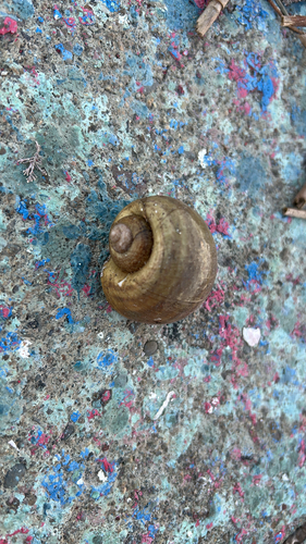 Pomacea canaliculata observed 2026-10-12