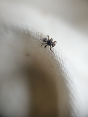 Lipoptena depressa