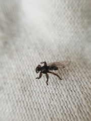 Lipoptena depressa