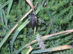 Pycnogaster jugicola