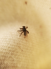 Lipoptena depressa
