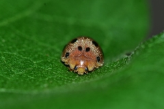 Coccinellidae