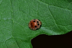 Coccinellidae