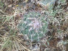 Coryphantha pallida