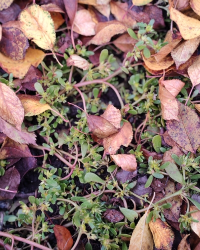 Portulaca oleracea observed 2026-10-30