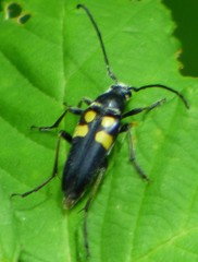 Typocerus lunulatus