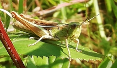 Chorthippus apicalis
