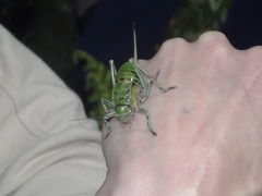 Pycnogaster jugicola