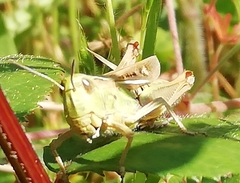 Chorthippus apicalis