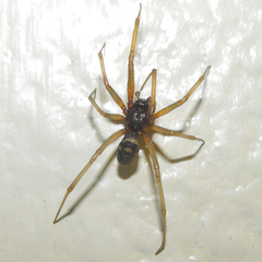 Steatoda grossa