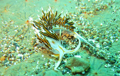 Phidiana militaris