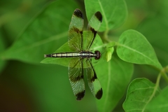 Neurothemis tullia
