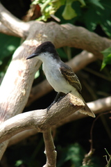 Loggerhead Kingbird photo 4