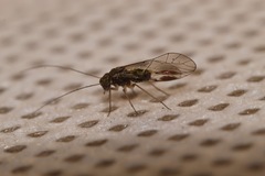 Atlantopsocus adustus