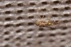 Atlantopsocus adustus