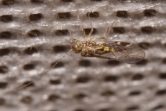 Atlantopsocus adustus