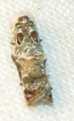 Acleris nivisellana