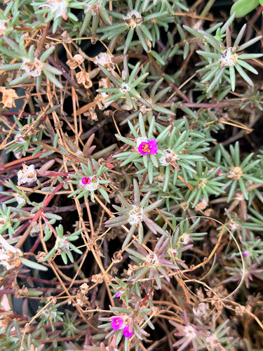 Portulaca pilosa observed 2026-10-30