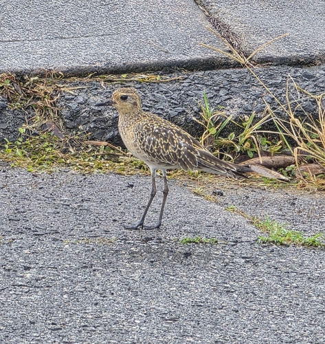 Pluvialis fulva observed 2026-10-30