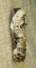 Acleris nivisellana