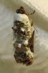Acleris nivisellana