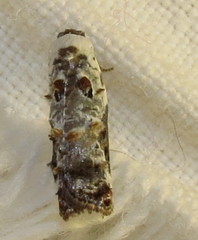 Acleris nivisellana