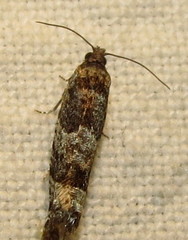 Pseudexentera maracana
